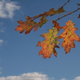 Illustration for article titled Shooting Challenge: Fall Leaves Gallery